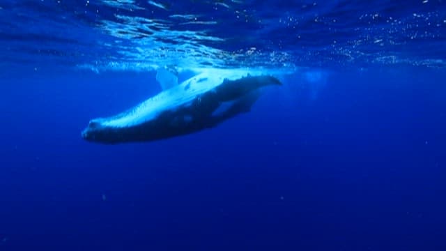 Diver Encountering a Majestic Whale Underwater