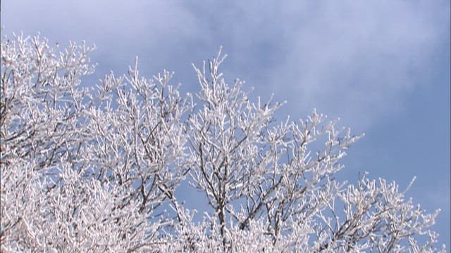 Snow-covered Trees Against a Cloudy sky