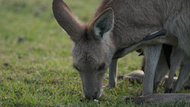Kangaroo grazing on grass