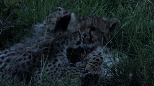 Cheetah cubs in natural habitat