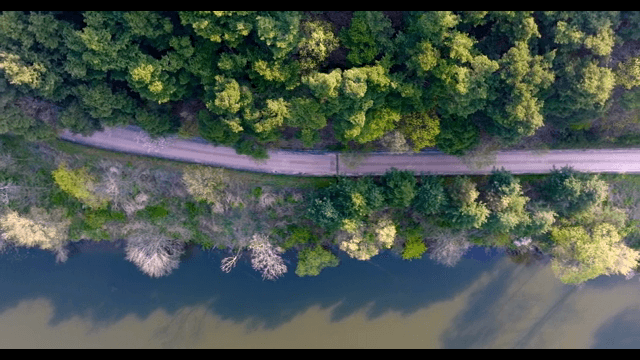 Serene forest road by a calm river