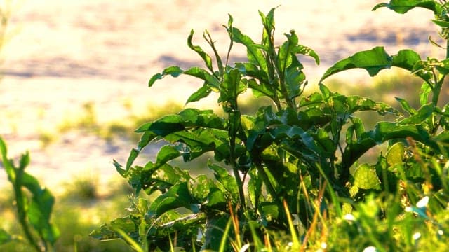Sun-soaked leaves of plant in a serene field