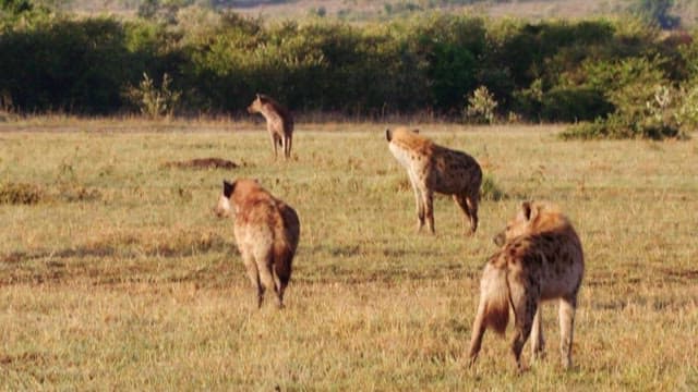 Hyenas Roaming the African Savannah