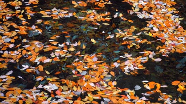 Fallen autumn leaves floating in a calm stream