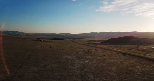 Horses grazing in a vast open field