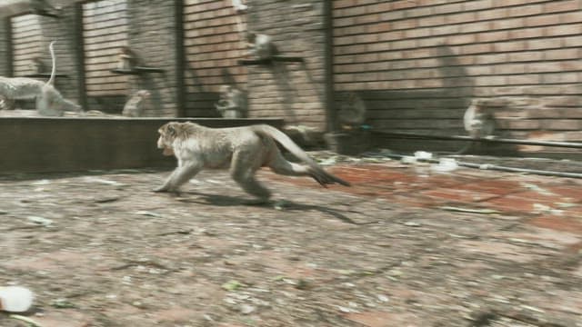 Monkeys Fighting Violently on Stone Steps
