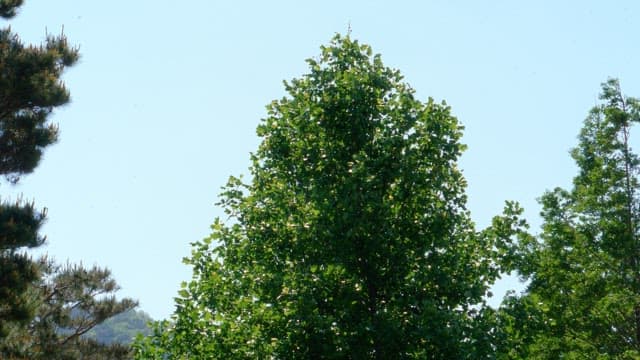 Green tree under a clear blue sky during daytime