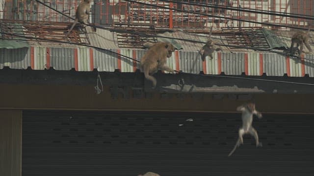Monkeys Jumping out of Cars