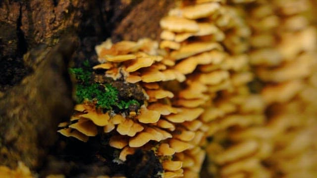 Mushrooms growing on tree trunks in the forest