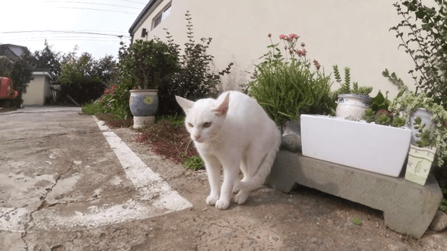 White cat on guard in a sunny outdoor garden