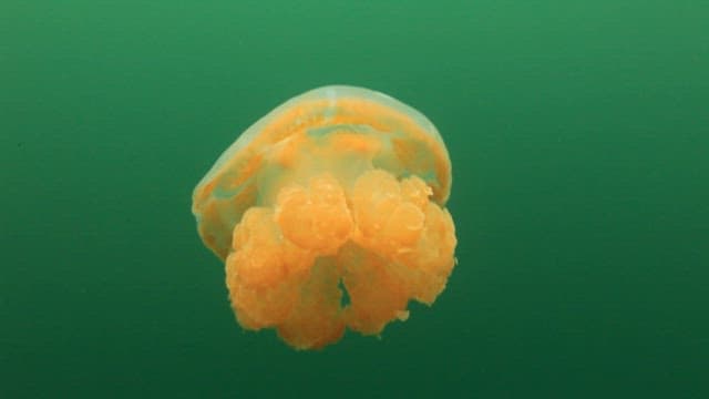 Jellyfish drifting through the tranquil lake
