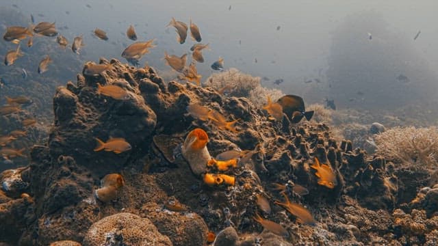 Underwater Ecosystem with Tropical Fish and Corals