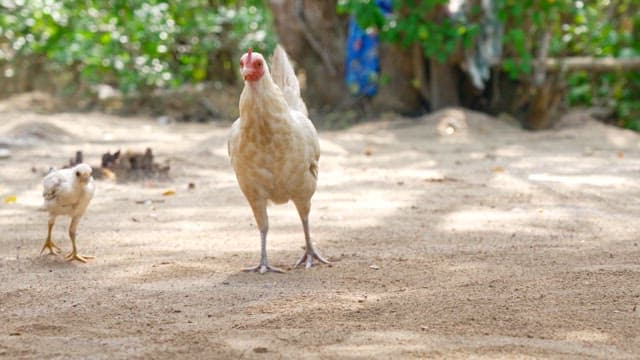Chickens walking on a sandy ground