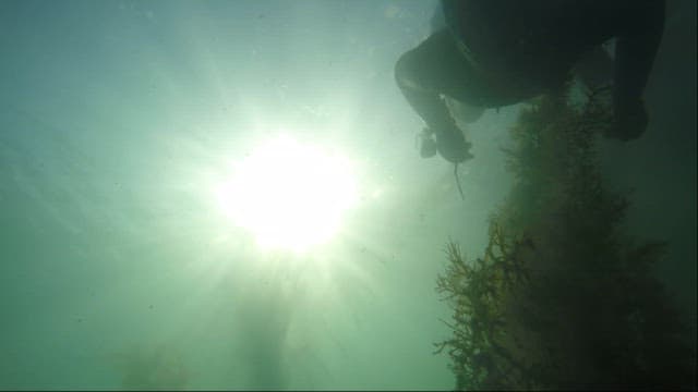 Diver descending into the sea to collect seafood.