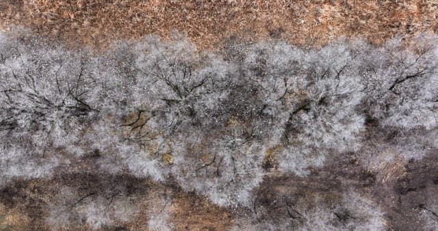 Dry winter forest lined with frosty trees
