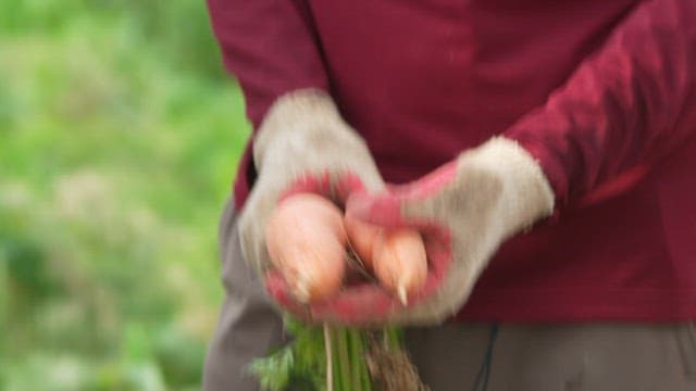 Farmer Holding Freshly Picked Carrots with Gloved Hands