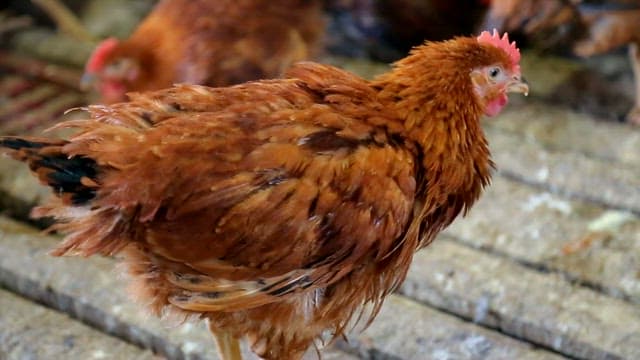 Chickens in a barn walking around