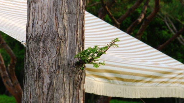 Young green leaves growing on an old tree