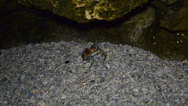 Blue Crab Navigating a Rocky Beach