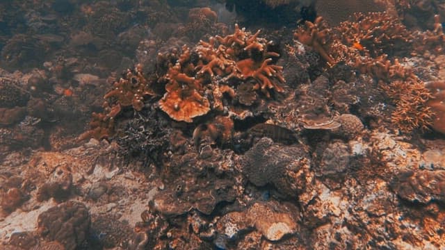 Pair of Fish among Peaceful Corals