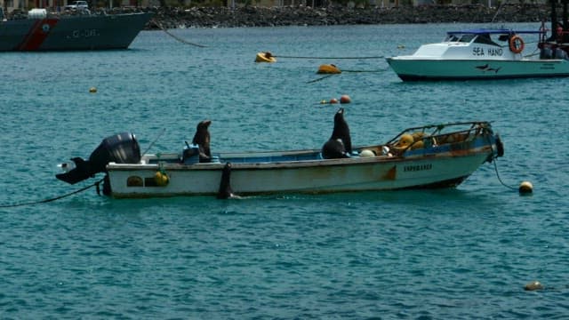 Seals Resting on a Small Boat in the Ocean