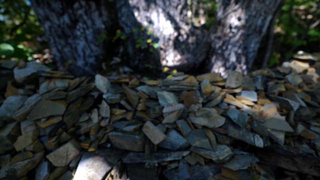 Sunlight between trees reflecting on rubble
