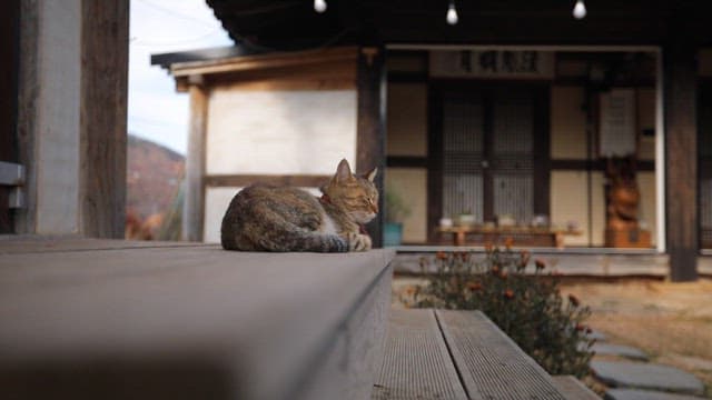 Cats resting on a traditional Korean porch