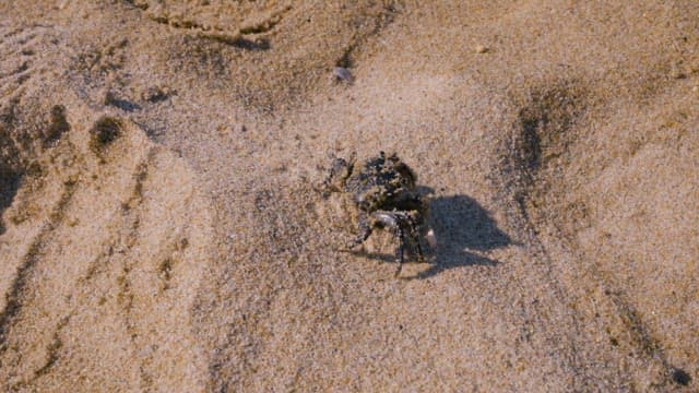 Crab Moving at Sand of Beach