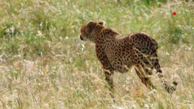 Cheetah roaming in the grassland