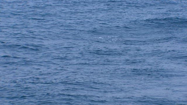 Sea with fish caught on fishing lines