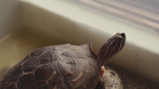 Turtle gazing out of a window from its indoor habitat