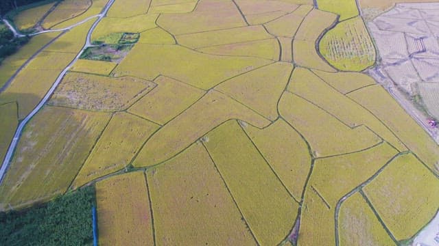 Expansive golden rice fields in rural area