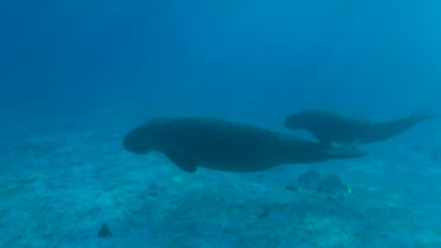Dugong Swimming With Fish In Clear Waters
