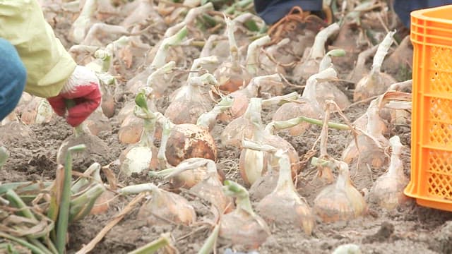 Harvesting Onion in a Rural Field