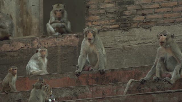 Monkeys Gathering on Sunlit Stone Steps