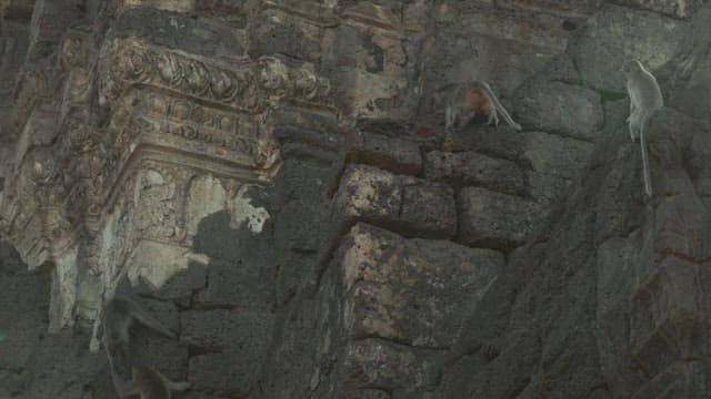 Monkeys Playing on a Stone Structure in Ancient Temple