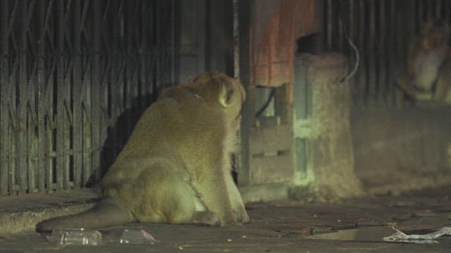 Monkey Sitting on the Street Alone at Evening
