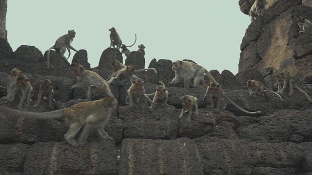 Monkeys Fighting Violently on the Ancient Stone Ruins