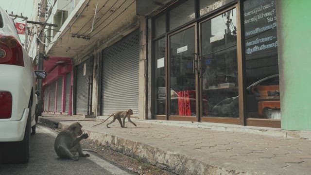 Monkeys on an Street Near a Shop