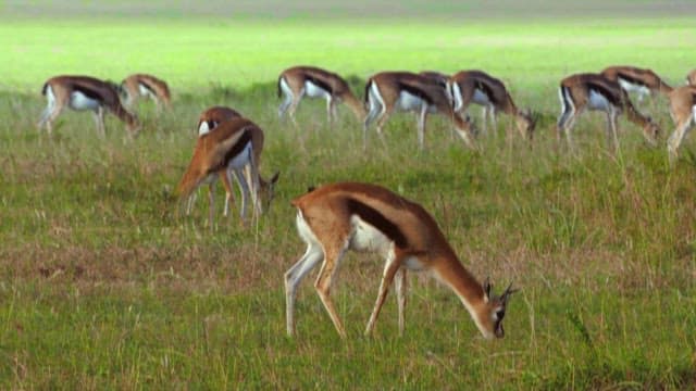 Antelopes Grazing on a Lush Green Field