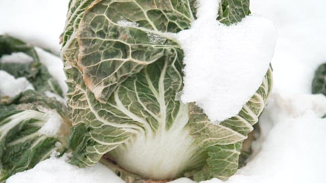 Fresh Chinese cabbage covered in light snow