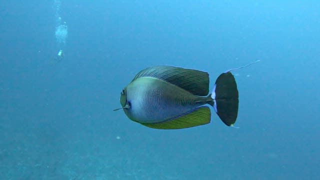 Fish swimming in the ocean