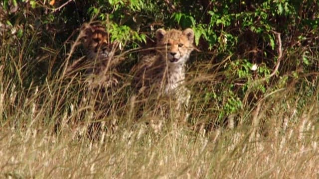 Cheetah cubs playing in the savannah grass