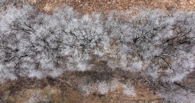 Snow-covered desolate forest full of leafless winter bare trees