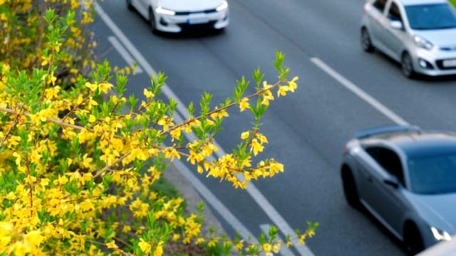 Yellow flowers blooming by a busy road