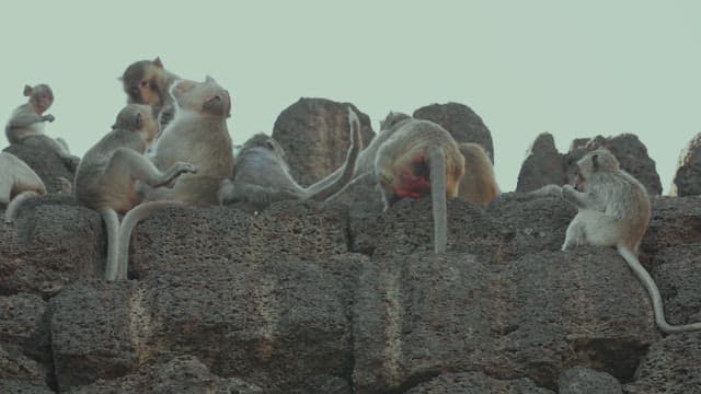 Monkeys Resting on a Stone Structure in Ancient Temple