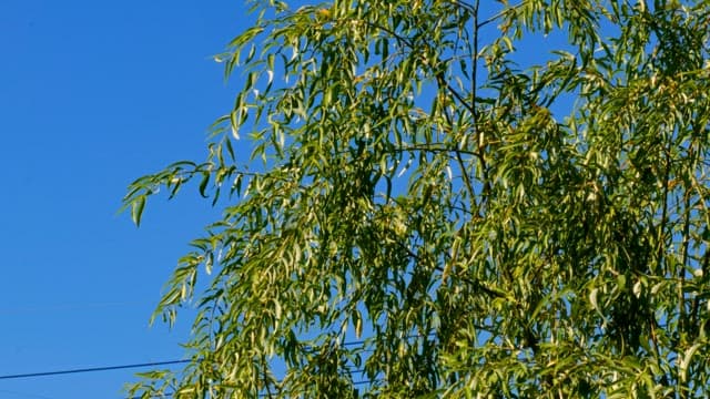 Green leafy tree against blue sky