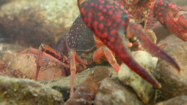 Colorful lobster in the aquarium