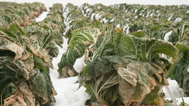 Cabbage field covered in snow on a cold winter day