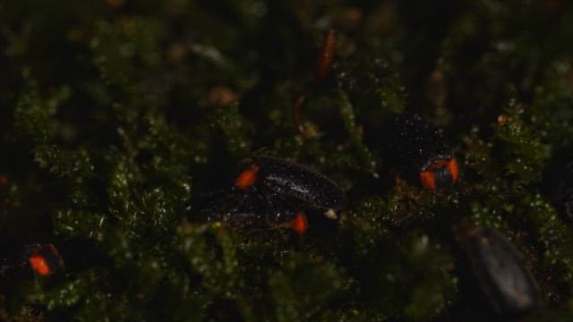 Fireflies crawling over moss at night